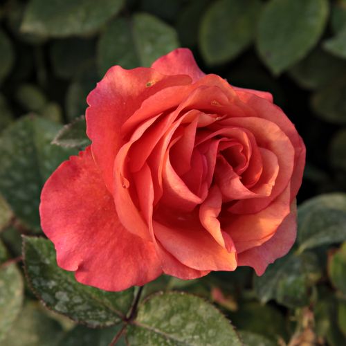 Rosa Jaipur™ - orange - zwergrosen